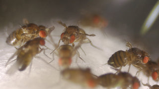 Drosophila melanogaster ebony vestigial