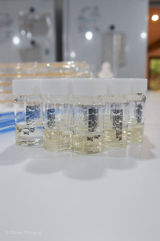 Ready to use nutrient broth