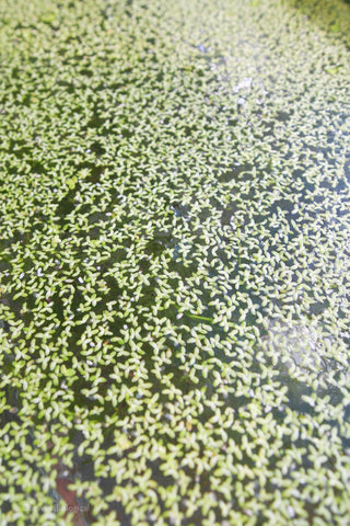 Duckweed Lemna minor