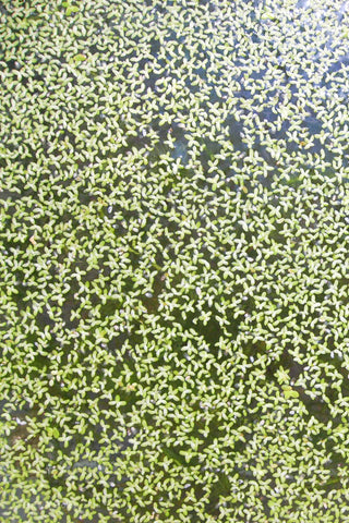 Duckweed Lemna minor