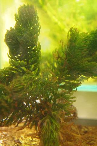 Hornwort