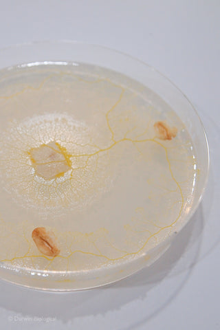 slime mould on agar plate with oat flake