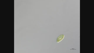 Paramecium bursaria video clip