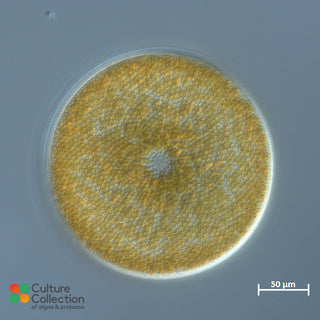 Coscinodiscus radiatus CCAP 1013/11