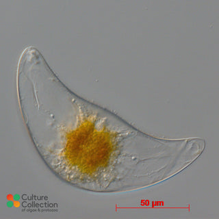 CCAP 1131/1 Pyrocystis lunula