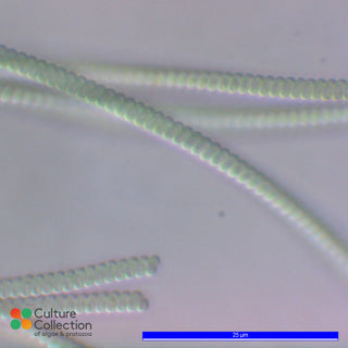 Spirulina subsalsa CCAP 1475/1