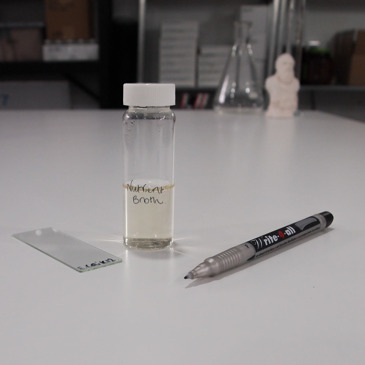 Permanent Marker Pen Biology Supplies Darwin Biological