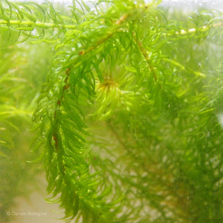 Egeria najas