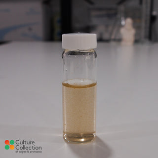 Pyrocystis lunula in glass bottle