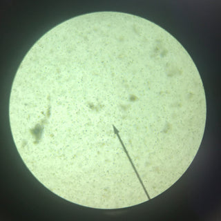 British wildlife pond water under microscope
