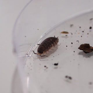 Woodlice