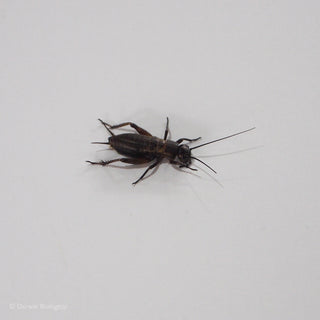 Black Cricket