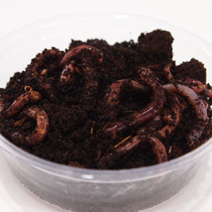 Dendrobena Composter Worms in tub