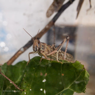 Adult Desert Locust on Cabbage