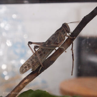 Adult Desert Locust on Branch
