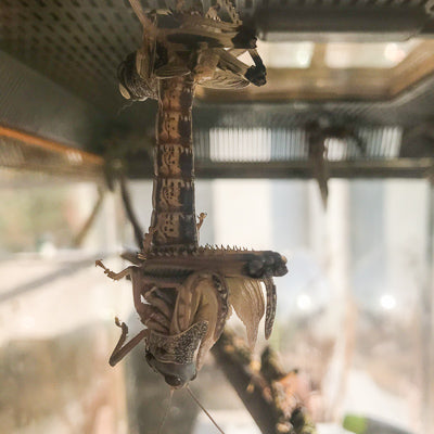 Locust Care