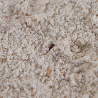 Flour Beetles Care
