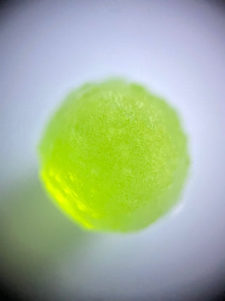 Scenedesmus Algae Ball under microscope
