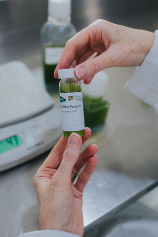 Scenedesmus quadricauda in glass bottle
