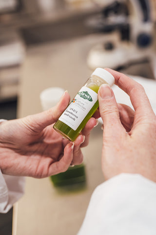Close up of Scenedesmus algae in bottle with CCAP label