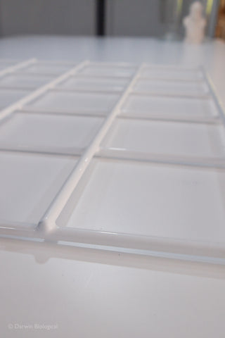 25 square Q2 white quadrat close up
