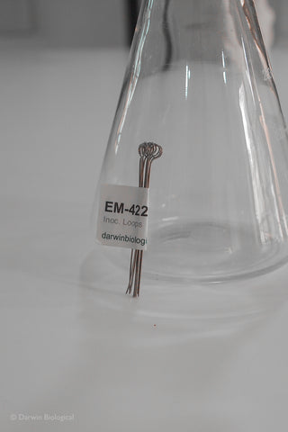 Inoculating Loop 10pk leaning against flask