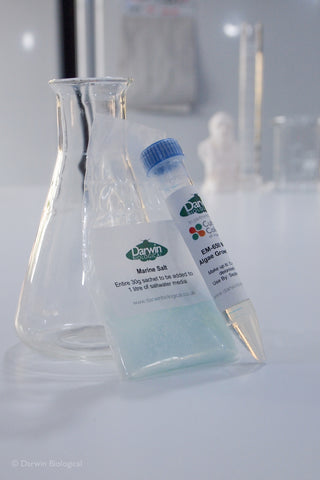 Saltwater Algae Growth Medium with Marine Salt leaning on Flask