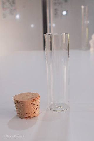 Large Glass Drosophila Tubes