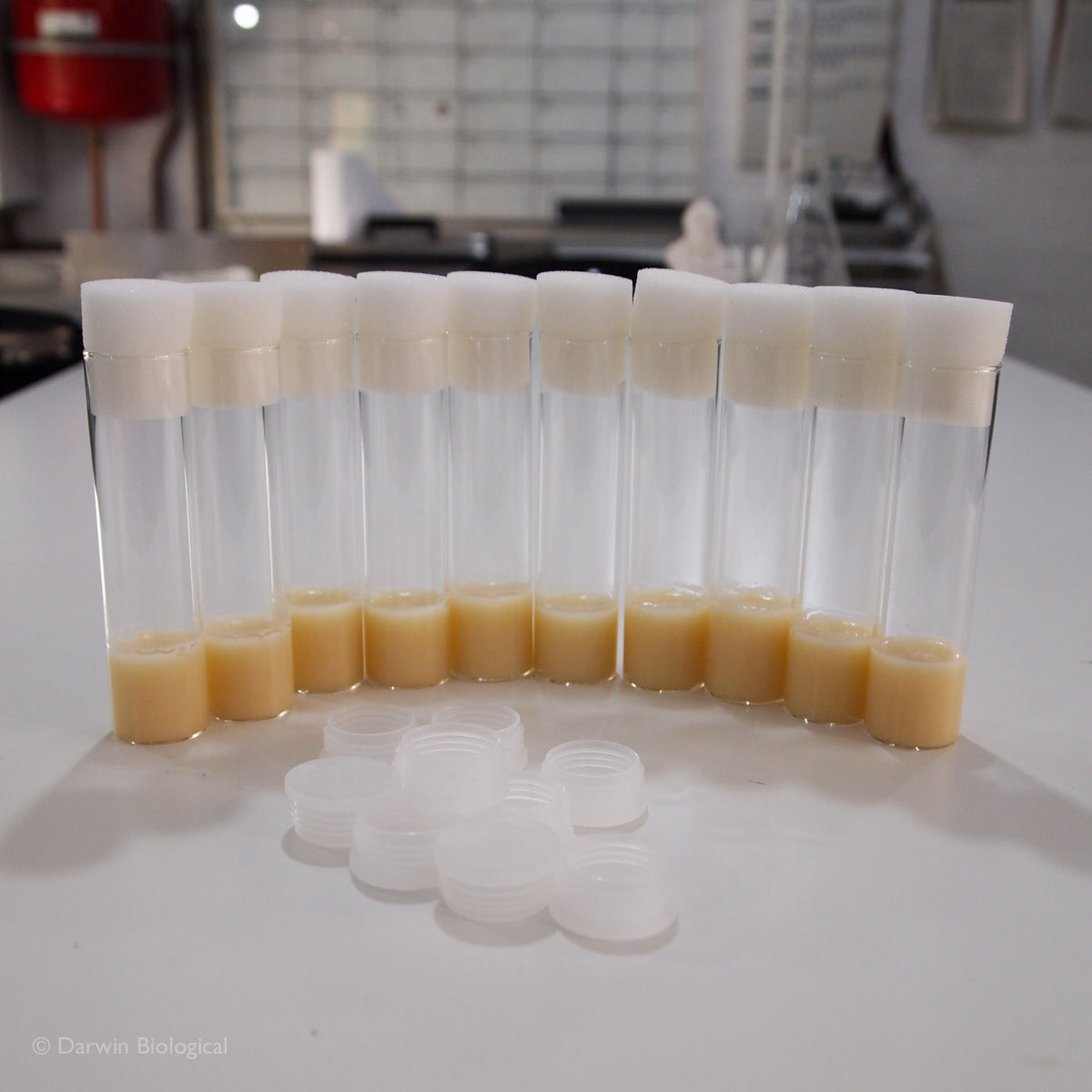 Drosophila Media Tubes Biology Supplies Darwin Biological