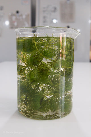 Hornwort pond weed in glass beaker