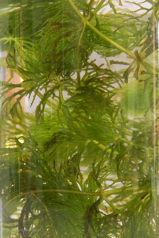 Hornwort pond weed close up
