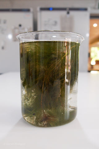 Red Cabomba pond weed in glass beaker