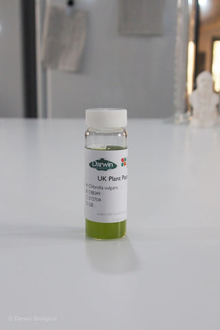 Chlorella vulgaris 30ml glass bottle
