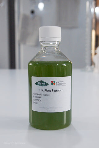 Chlorella vulgaris 250ml plastic bottle