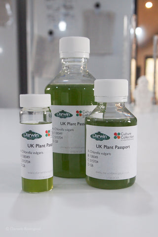 Chlorella vulgaris algae