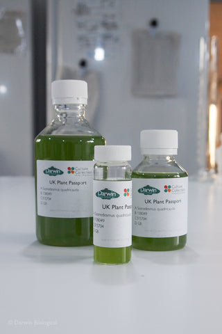 Scenedesmus quadricauda algae