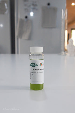 Scenedesmus quadricauda 30ml in glass bottle