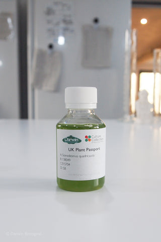 Scenedesmus quadricauda 100ml plastic bottle
