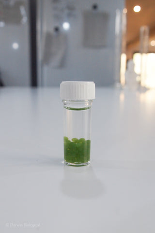 Scenedesmus Algae Balls in Bijou Bottle