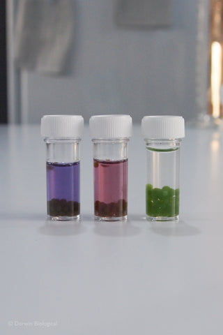 Scenedesmus Algae Balls in Bijou Bottles with Indicator