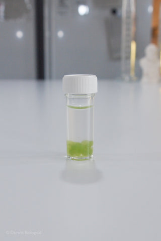 20 Scenedesmus Algae Balls in Bijou Bottle