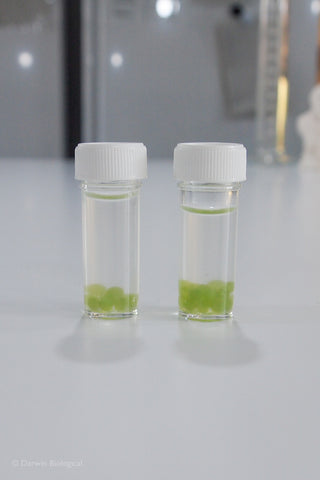 10 and 20 Scenedesmus Algae Balls in Bijou Bottle
