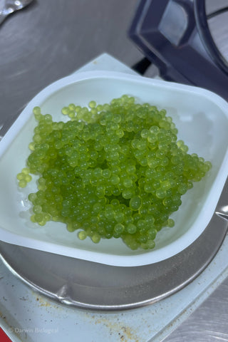 Scenedesmus Algae Balls