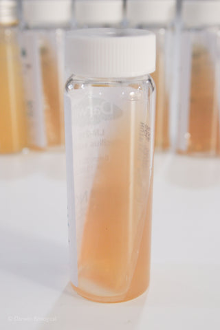 Bacillus subtilis bacteria culture