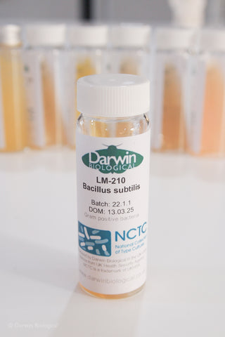 Bacillus subtilis bacteria culture with NCTC logo