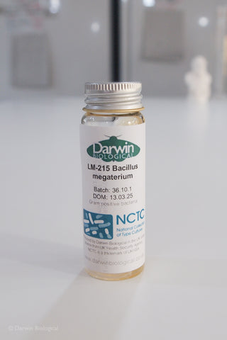 Bacillus megaterium bacteria culture with NCTC logo