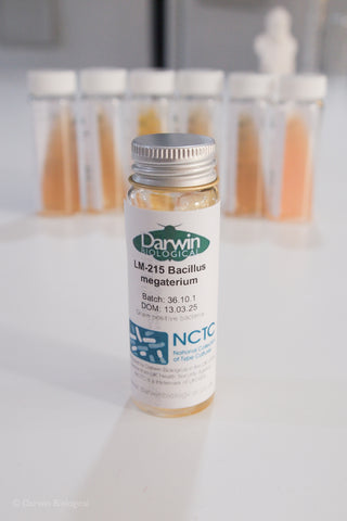 Bacillus megaterium bacteria culture with NCTC logo