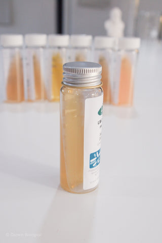 Bacillus megaterium bacteria culture