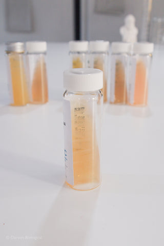 E.coli (Escherichia coli) K12 bacteria culture