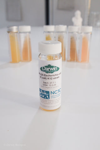 E.coli (Escherichia coli) K12 bacteria culture with NCTC logo